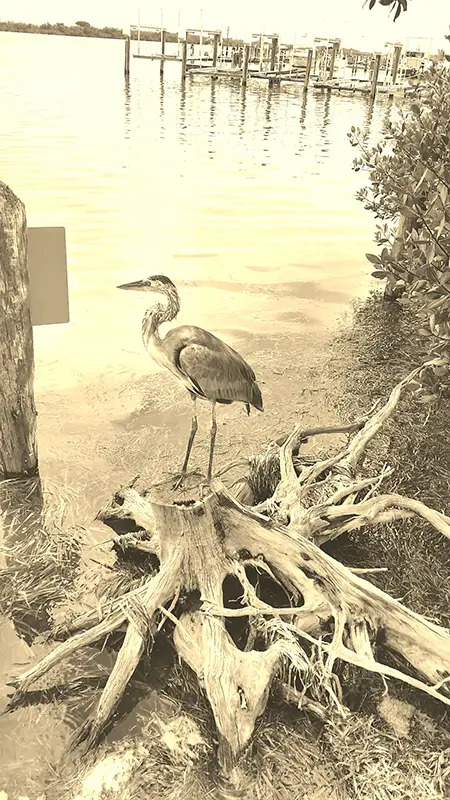 Great Blue Heron Florida Captiva