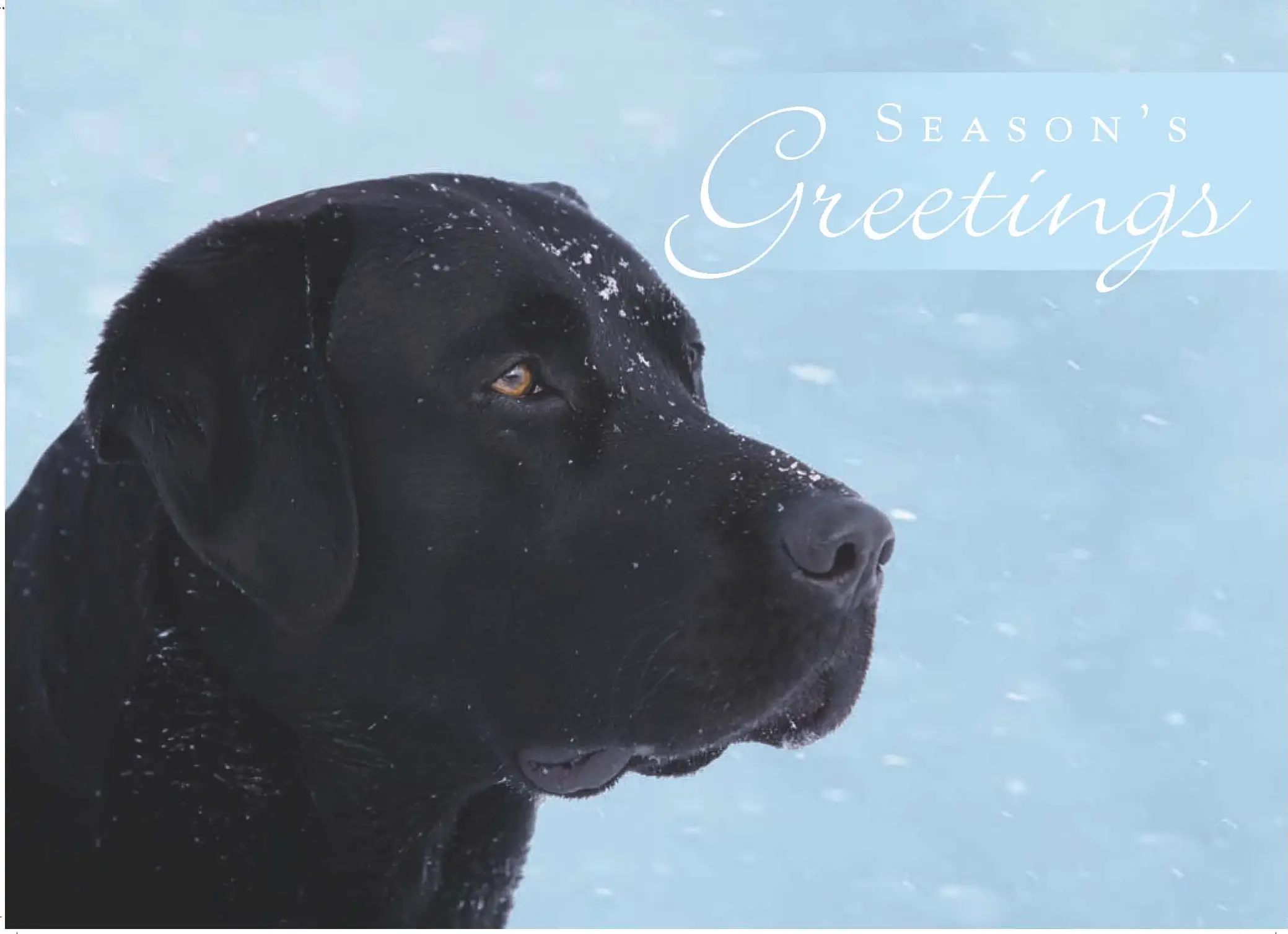 Guiding-eyes-for-the-blind-holiday-card