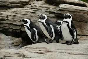 Black Footed Penguins at New York Aquarium