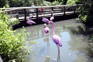 LEGO flamingos at the Bronx Zoo