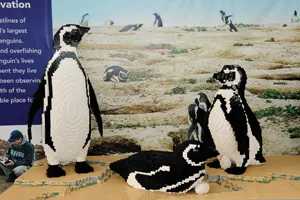 LEGO-penguins