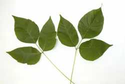 Leaves-of-Three