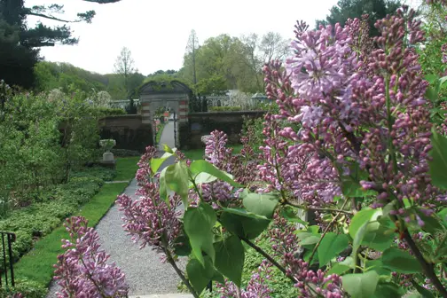Lilacs at Old Westbury Gardens