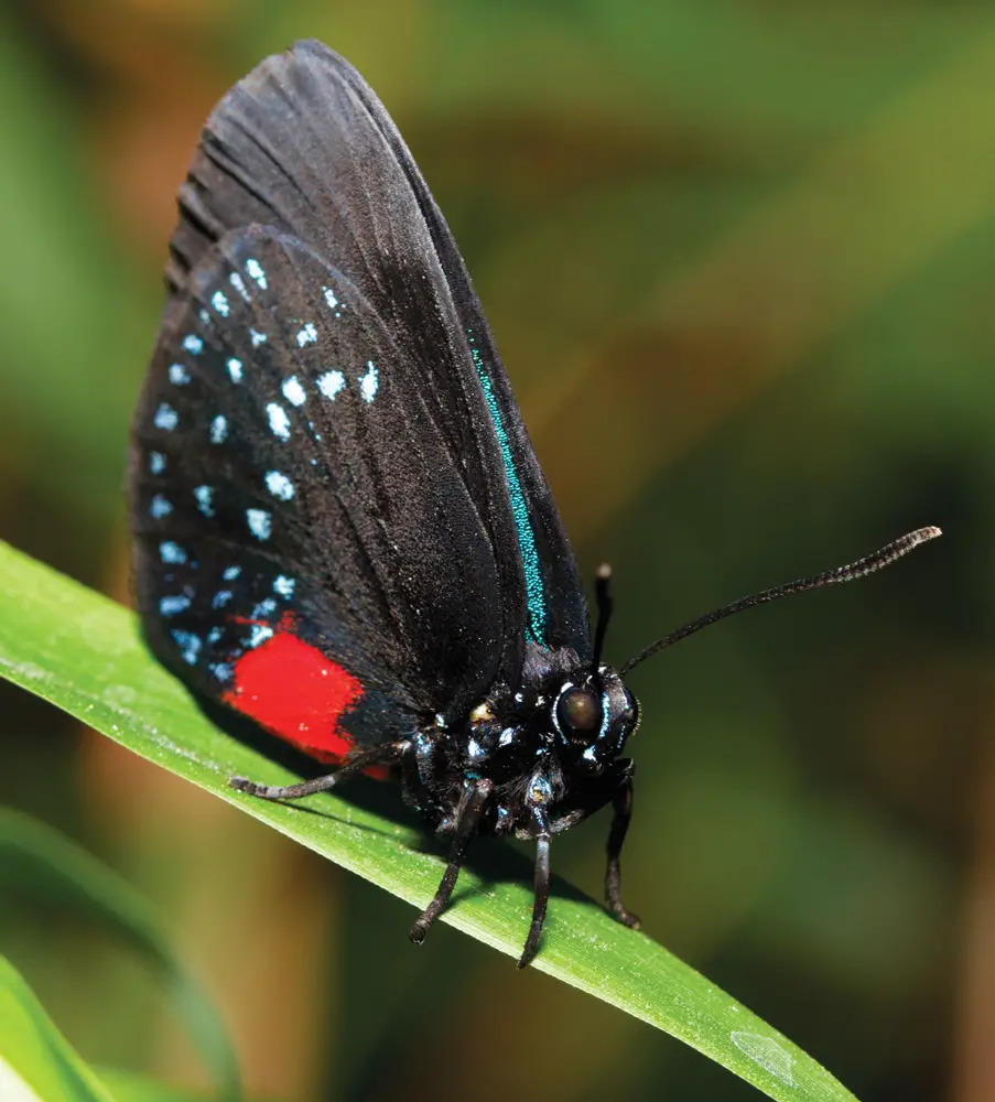 exotic butterly at Long Island Exhibition Center