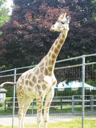 Jack the Giraffe; Long Island Game Farm