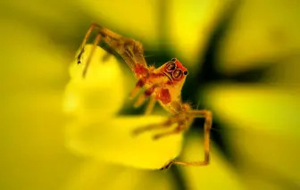 magnolia jumping spider