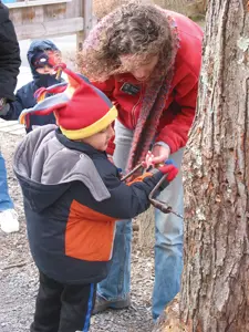 maple sugaring, mom and child