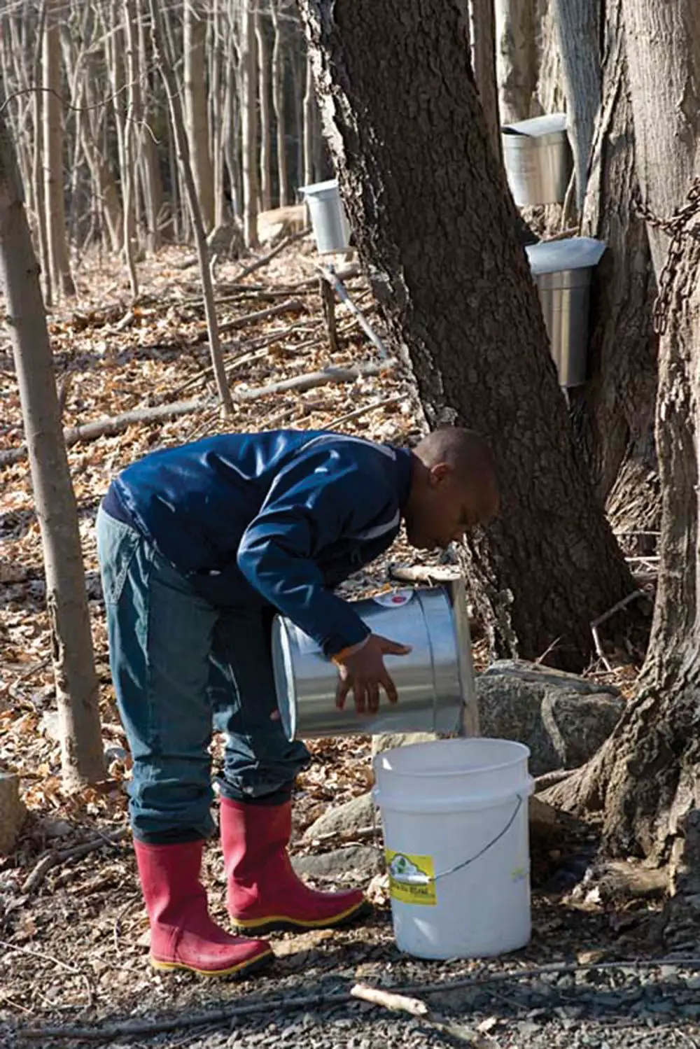 boy tapping tree for maple sugar