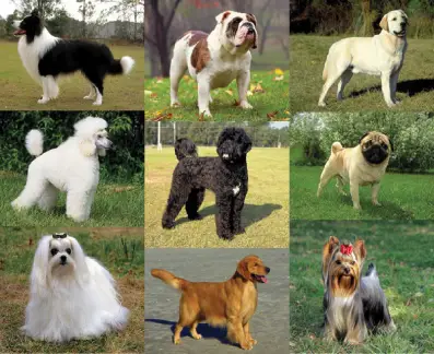 Meet the Breeds; American Kennel Club; purebred dogs