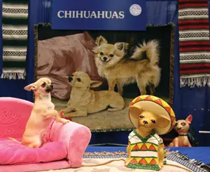 Meet the Breeds; Chihuahua