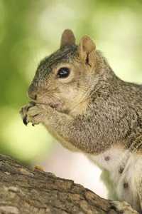 NEWsquirrel