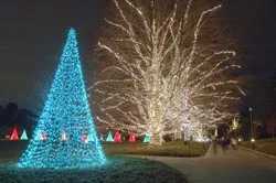 NEWtrees