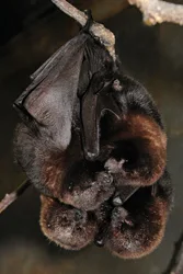 Rodrigues fruit bats at Prospect Park Zoo; bats hanging upside down