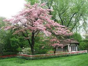 Old Westbury Gardens; Long Island, NY; thatched cottage; blossoming tree