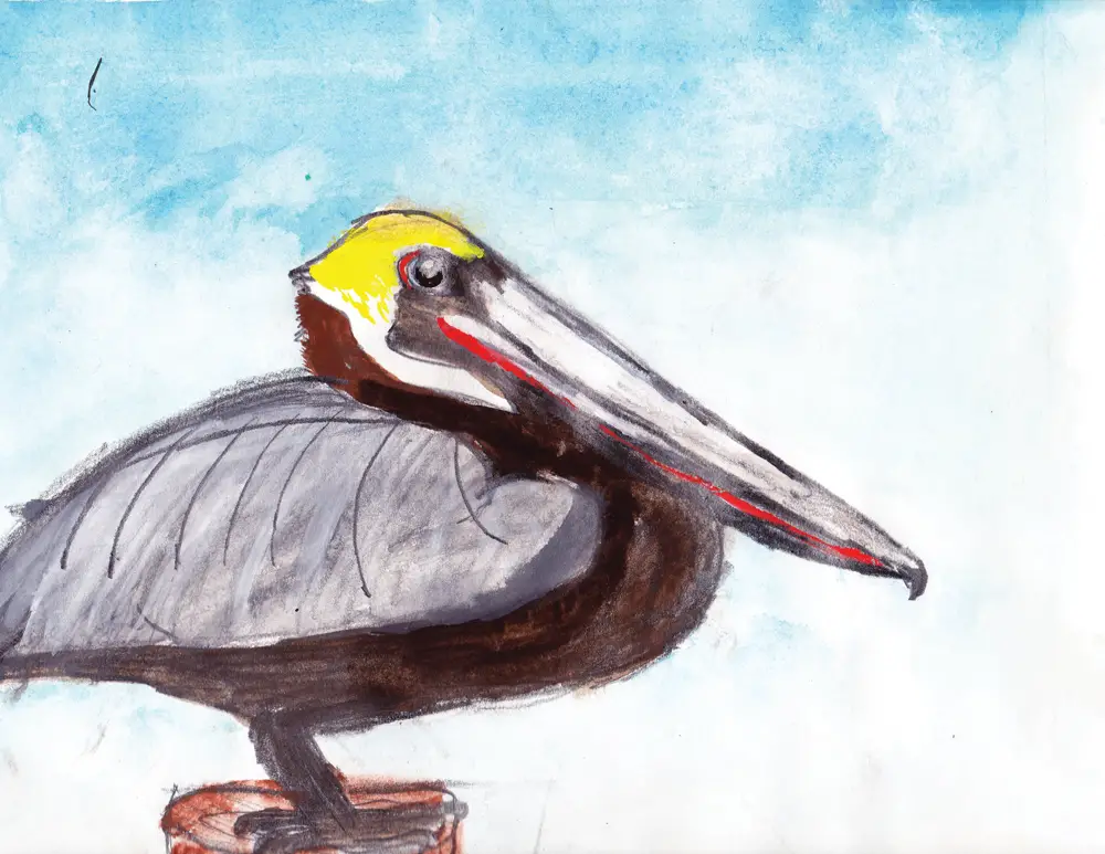 Olivia Bouler pelican drawing