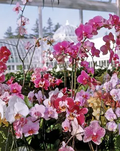 The Orchid Show: On Broadway; pink orchids at New York Botanical Garden