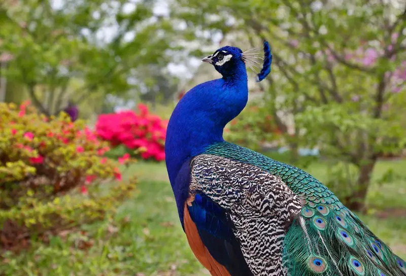 peacock