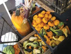 pumpkins and other fall gourds