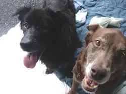 Putnam Humane Society; Java and Mocha; dogs at animal shelter; senior dogs