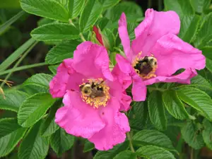 salt spray roses; bumblebees on flowers; Jamaica Bay Wildlife Refuge