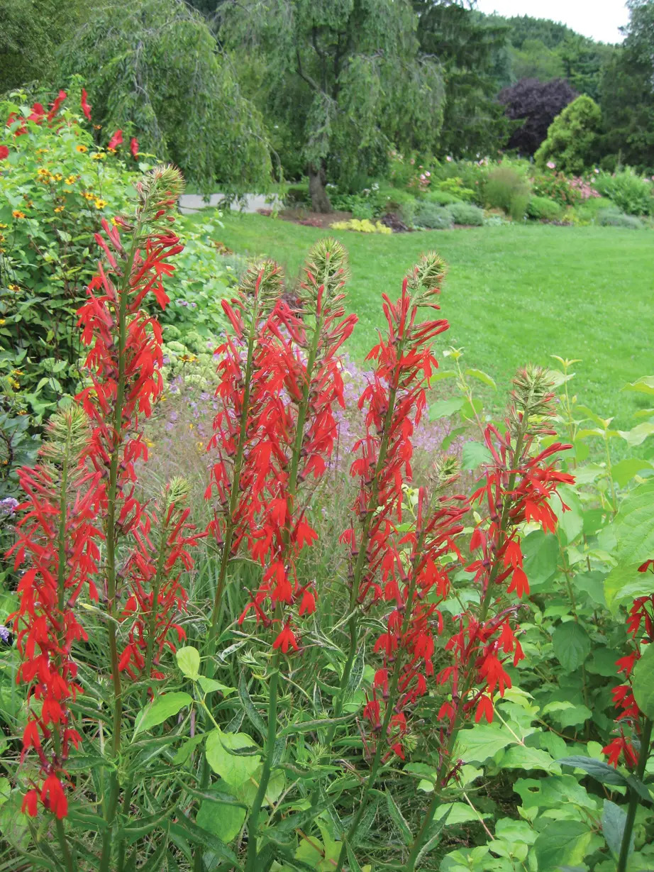 Queens Botanical Garden wildflowers