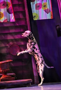 101 Dalmatians; dog show; dalmatian musical