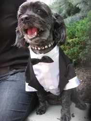 Save-A-Pet-Animal-Rescue