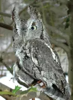 gray owl