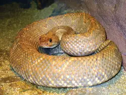 snake; rattlesnake; rattle snake; snake in a zoo; serpent