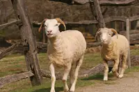 sheep; sheep running; Philipsburg Manor; kids activities; children's events