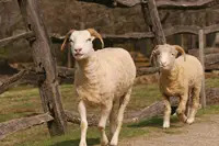 sheep; sheep running; Philipsburg Manor; kids activities; children's events