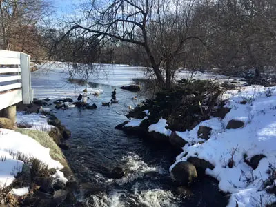 A stream at Stamford Museum & Nature Center