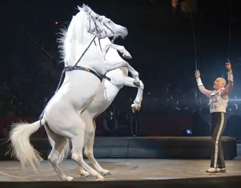 Tabayara Maluenda tames stallions in Ringling Bros. and Barnum and Bailey Circus, Fully Charged