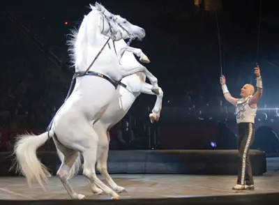 Tabayara Maluenda, Ringling Bros. circus