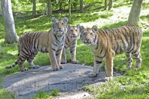 Amur tigers at the Bronx Zoo