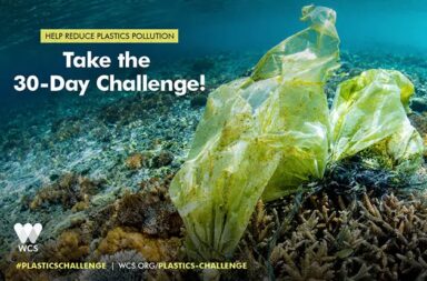 WCS-30-Day-Plastics-Challenge