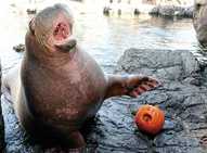 Walrus-at-zoo