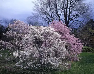 Wave Hill in the spring