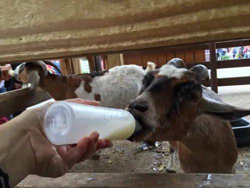 The Petting Zoo at White Post Farms