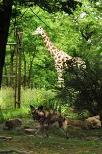 Wild_Asia_Bronx_Zoo_Museums