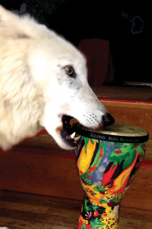 african drumming with wolves
