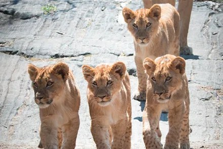 african lion cubs