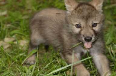 alawa-ambassador-wolf