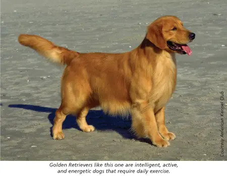 golden retreiver american kennel club