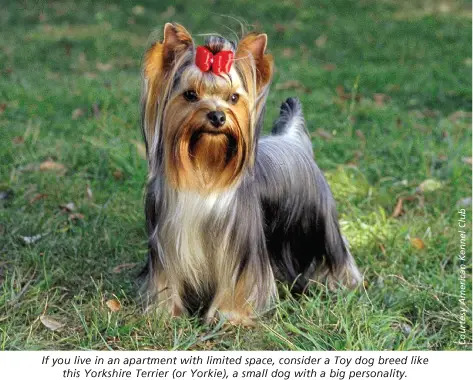 yorkie american kennel club