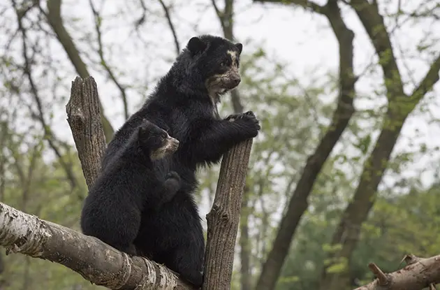 andean bear cub with mom at queens zoo