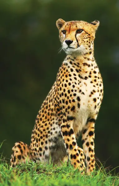 Cheetah in the Wild