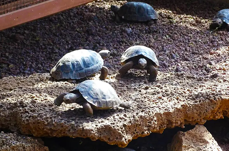baby giant tortoises