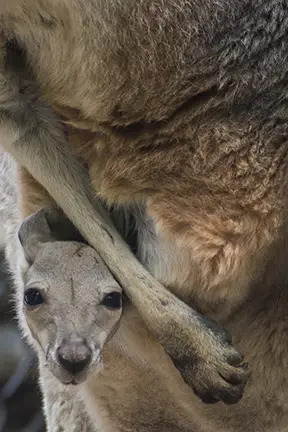 kangaroo joey in pouch