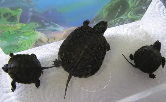 baby turtles